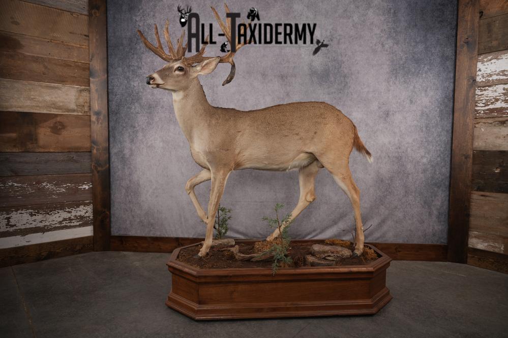Texas Full Body Whitetail Deer Taxidermy Mount SKU 2679 - Image 15