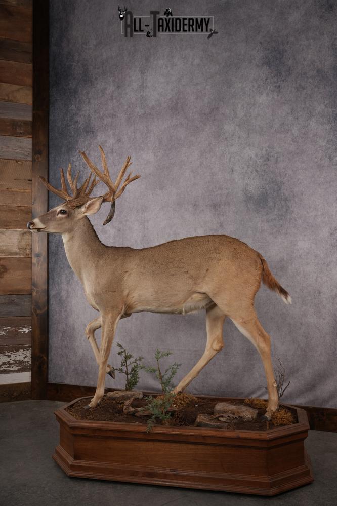 Texas Full Body Whitetail Deer Taxidermy Mount SKU 2679 - Image 2