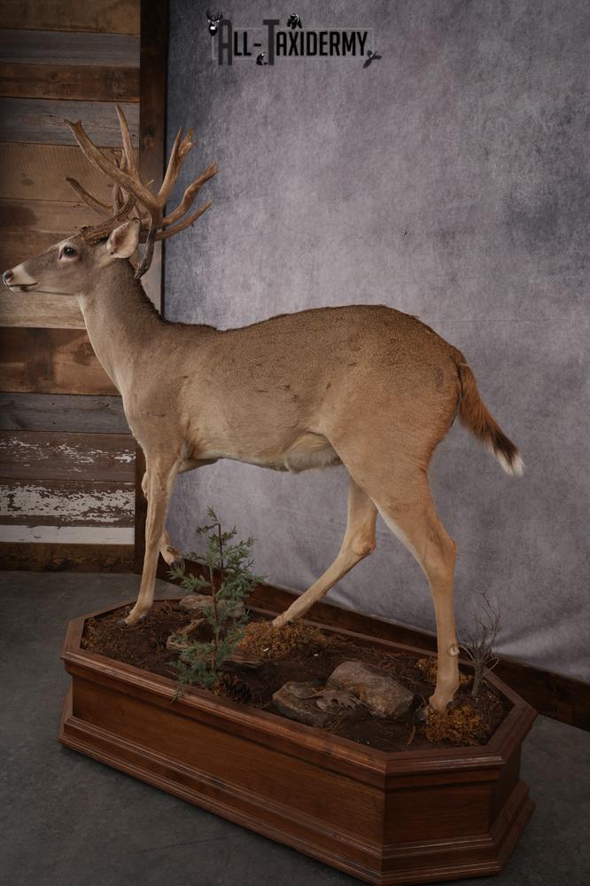 Texas Full Body Whitetail Deer Taxidermy Mount SKU 2679 - Image 4