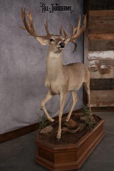 Whitetail Deer