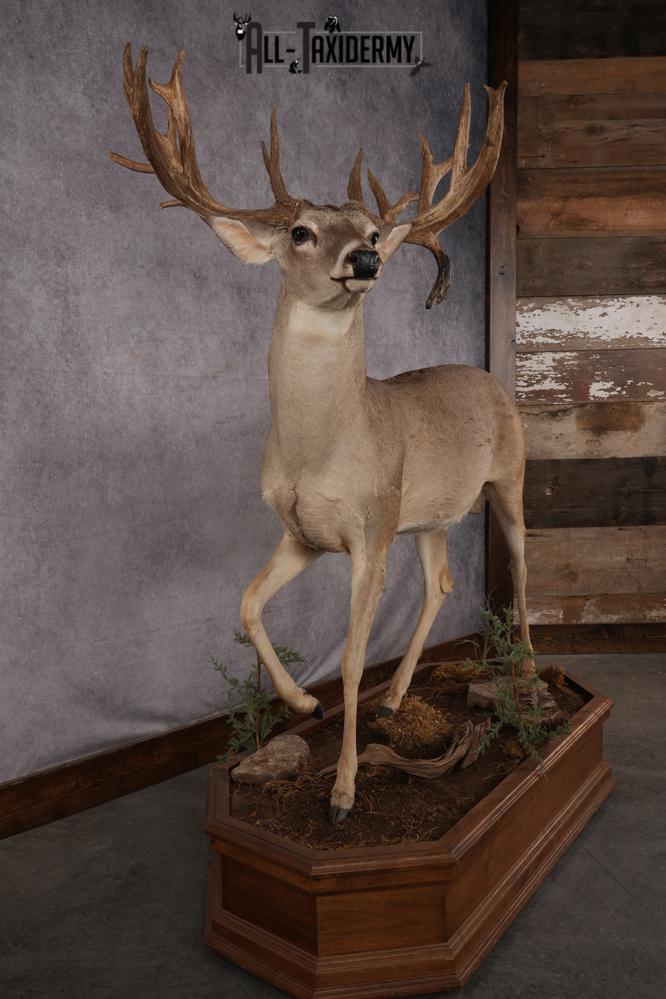 Whitetail Deer