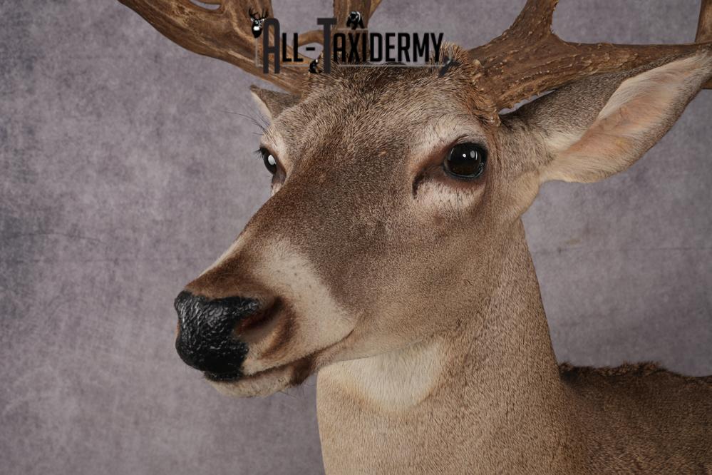 Texas Full Body Whitetail Deer Taxidermy Mount SKU 2679 - Image 14