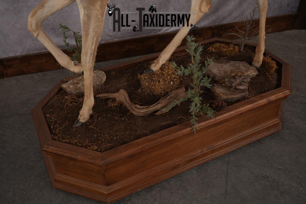 Texas Full Body Whitetail Deer Taxidermy Mount SKU 2679 - Image 8