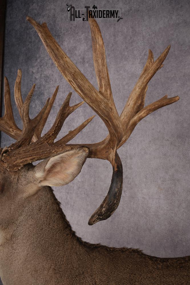 Texas Full Body Whitetail Deer Taxidermy Mount SKU 2679 - Image 13