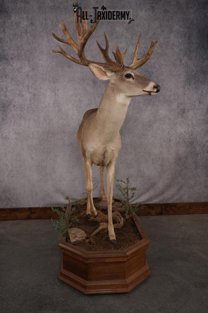 Texas Full Body Whitetail Deer Taxidermy Mount SKU 2679 - Image 6