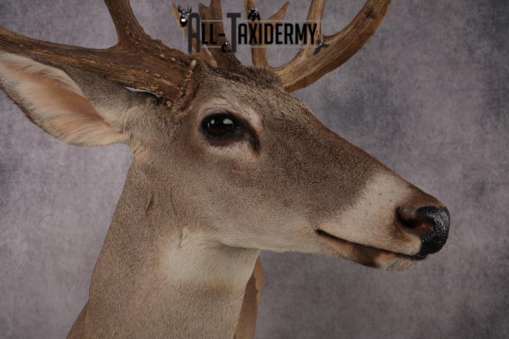 Texas Full Body Whitetail Deer Taxidermy Mount SKU 2679 - Image 12