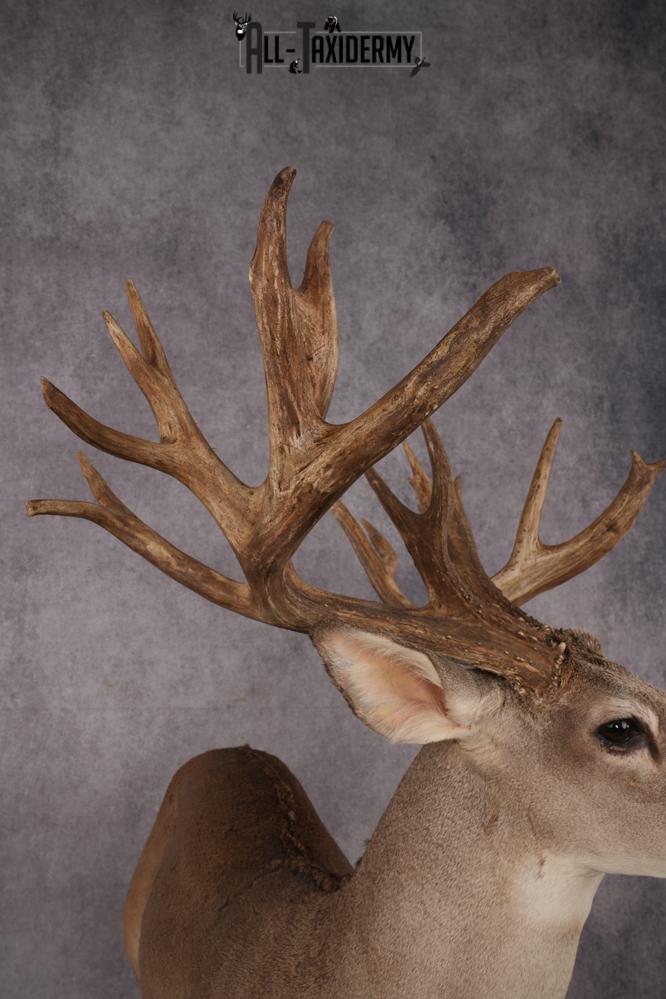 Texas Full Body Whitetail Deer Taxidermy Mount SKU 2679 - Image 11