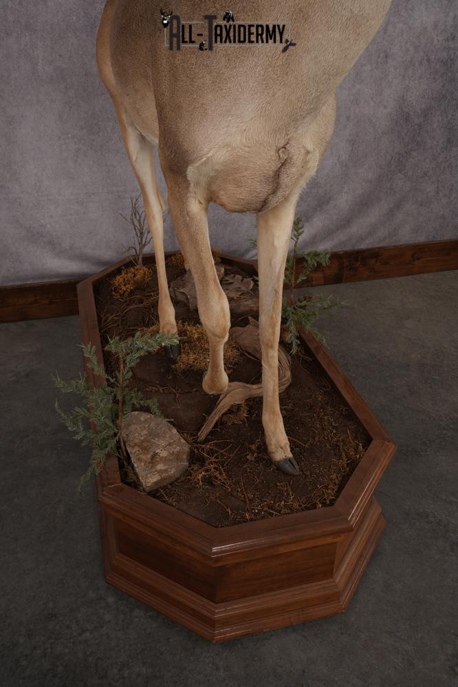 Texas Full Body Whitetail Deer Taxidermy Mount SKU 2679 - Image 9