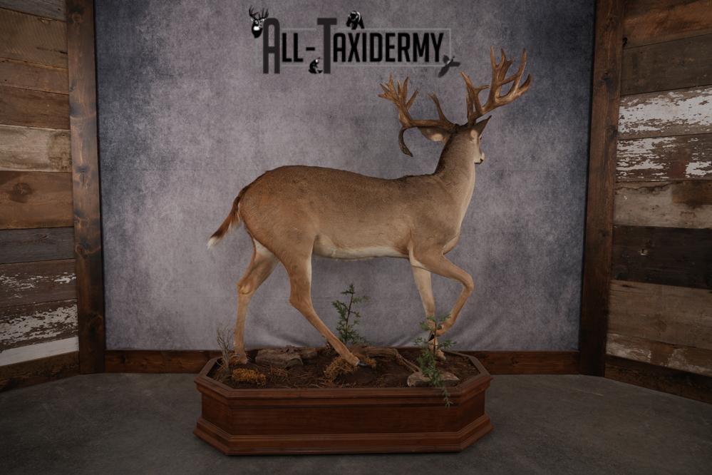 Texas Full Body Whitetail Deer Taxidermy Mount SKU 2679 - Image 5