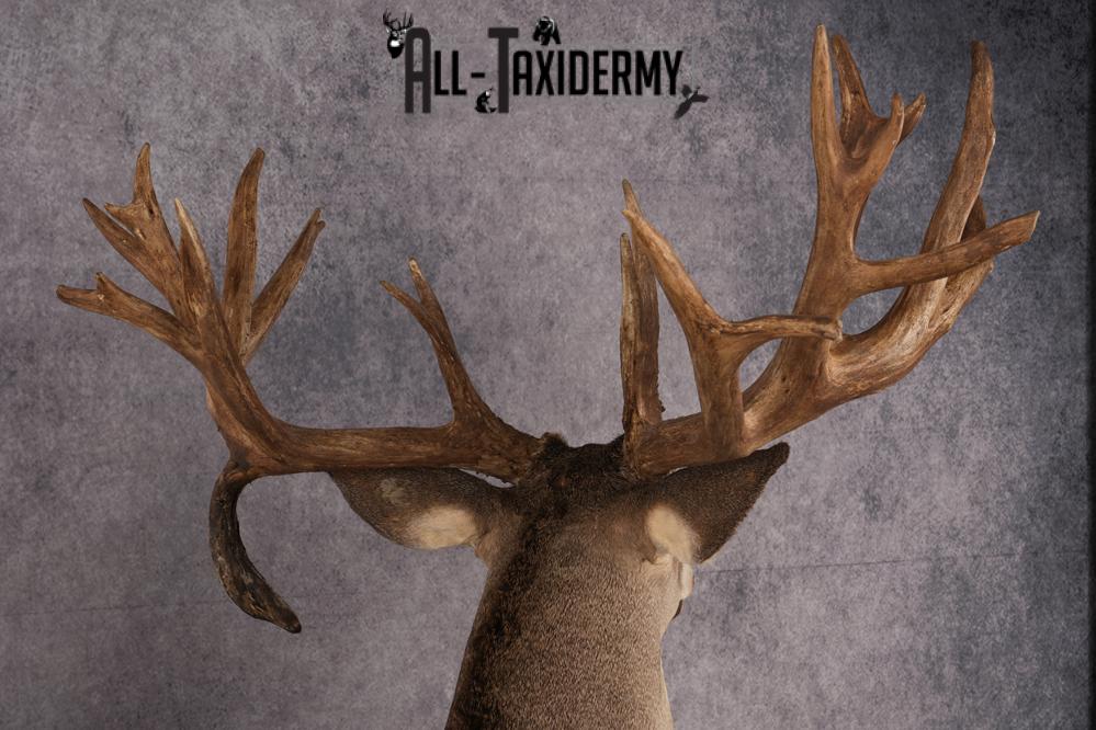 Texas Full Body Whitetail Deer Taxidermy Mount SKU 2679 - Image 10