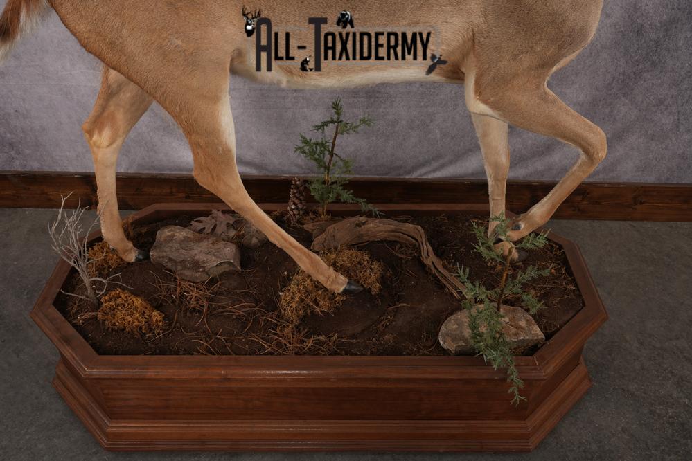 Texas Full Body Whitetail Deer Taxidermy Mount SKU 2679 - Image 7