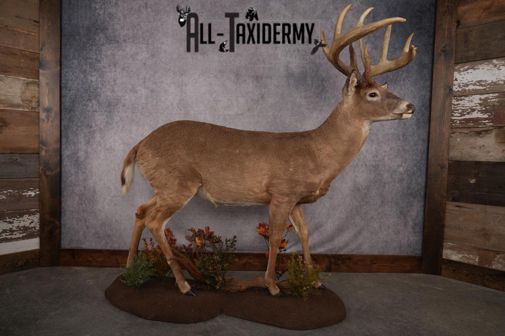 Full Body Whitetail Deer Taxidermy Mount SKU 2680 - Image 14