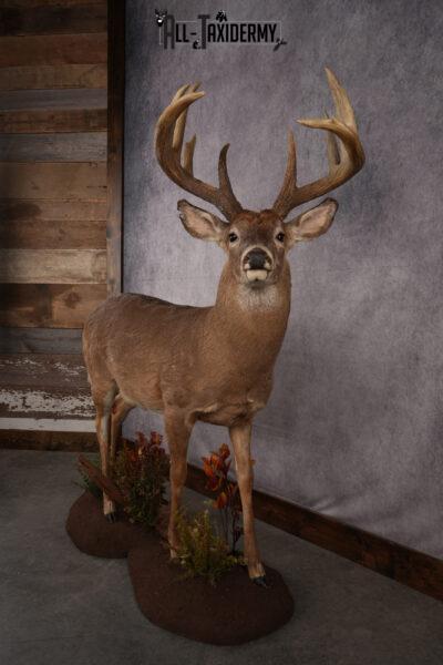 Whitetail Deer