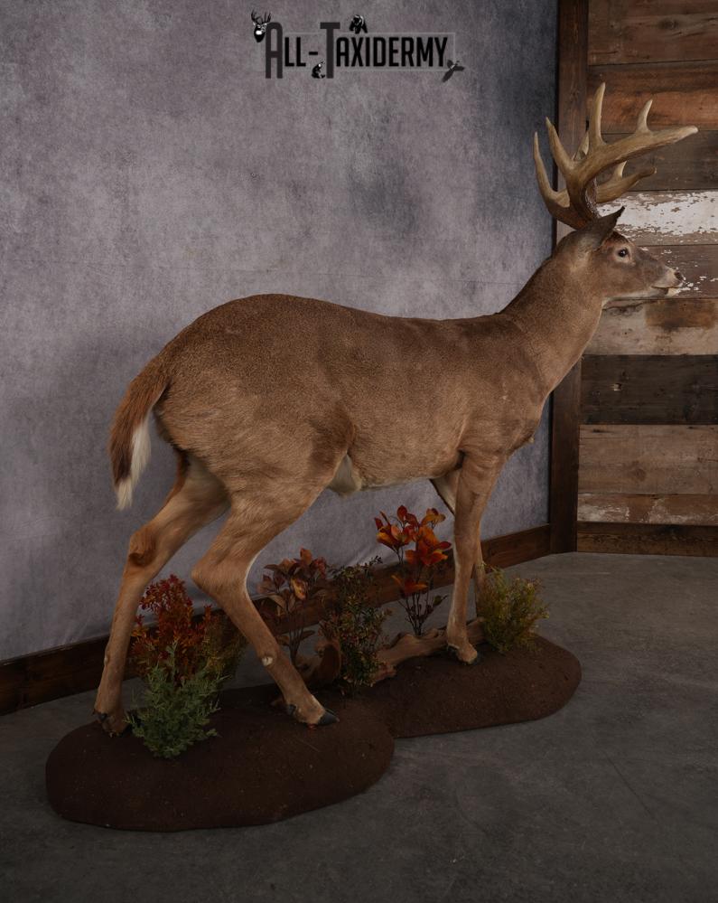 Full Body Whitetail Deer Taxidermy Mount SKU 2680 - Image 11