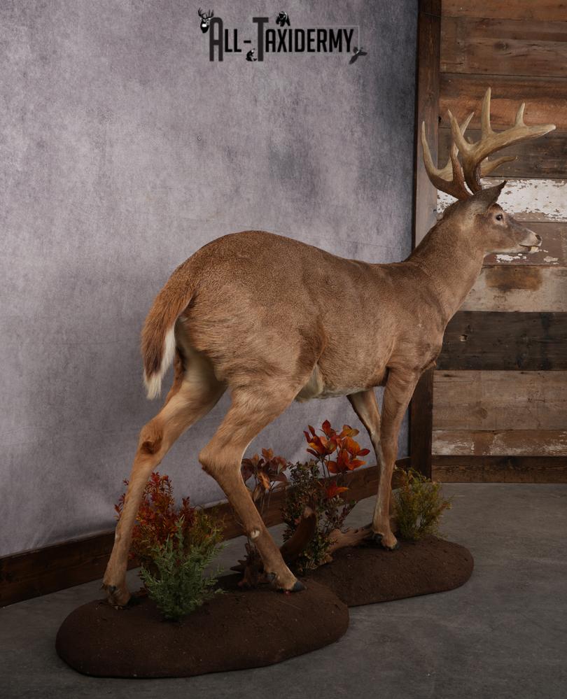 Full Body Whitetail Deer Taxidermy Mount SKU 2680 - Image 10