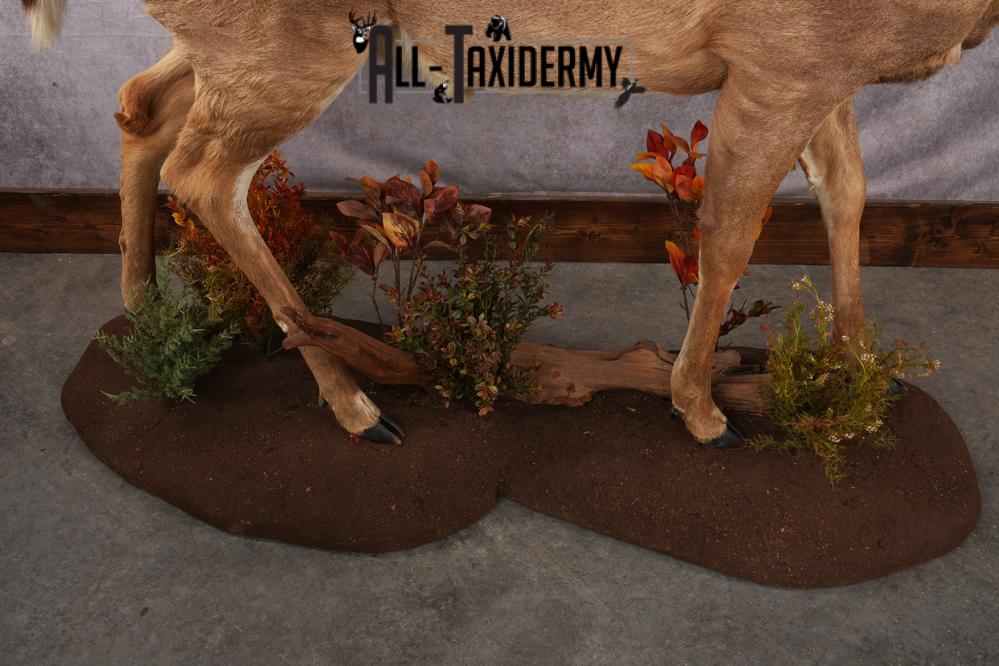 Full Body Whitetail Deer Taxidermy Mount SKU 2680 - Image 9