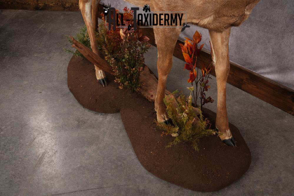 Full Body Whitetail Deer Taxidermy Mount SKU 2680 - Image 8