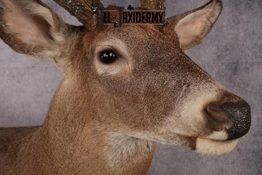 Full Body Whitetail Deer Taxidermy Mount SKU 2680 - Image 7