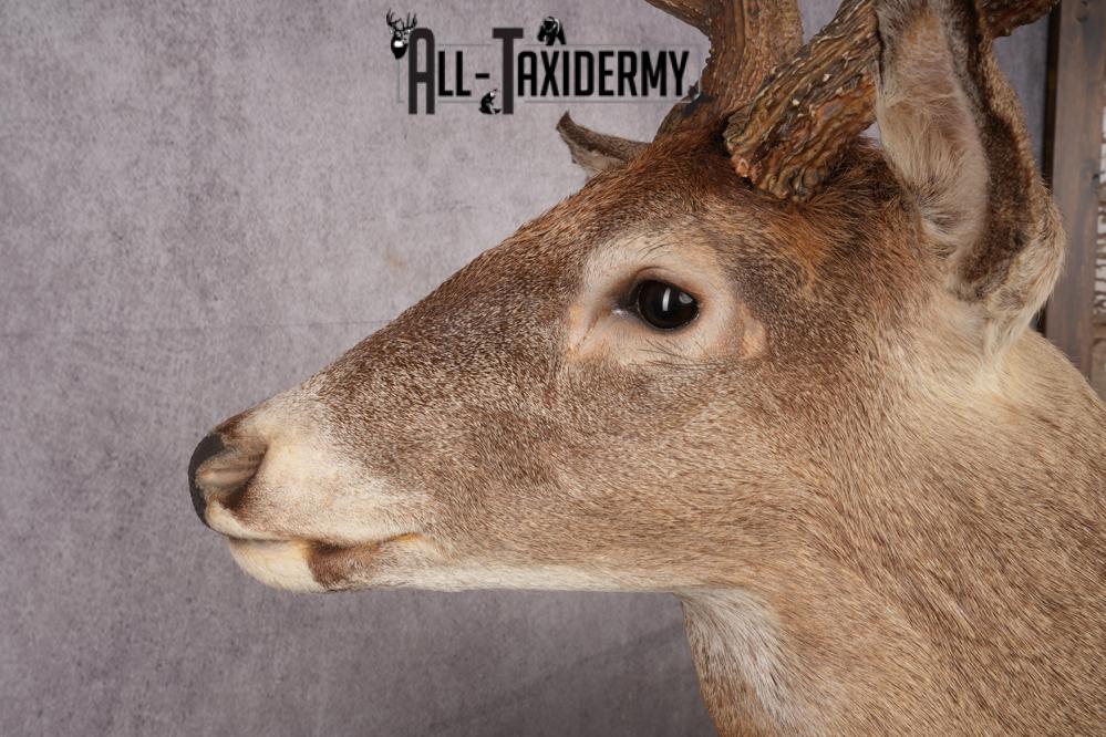 Full Body Whitetail Deer Taxidermy Mount SKU 2680 - Image 5