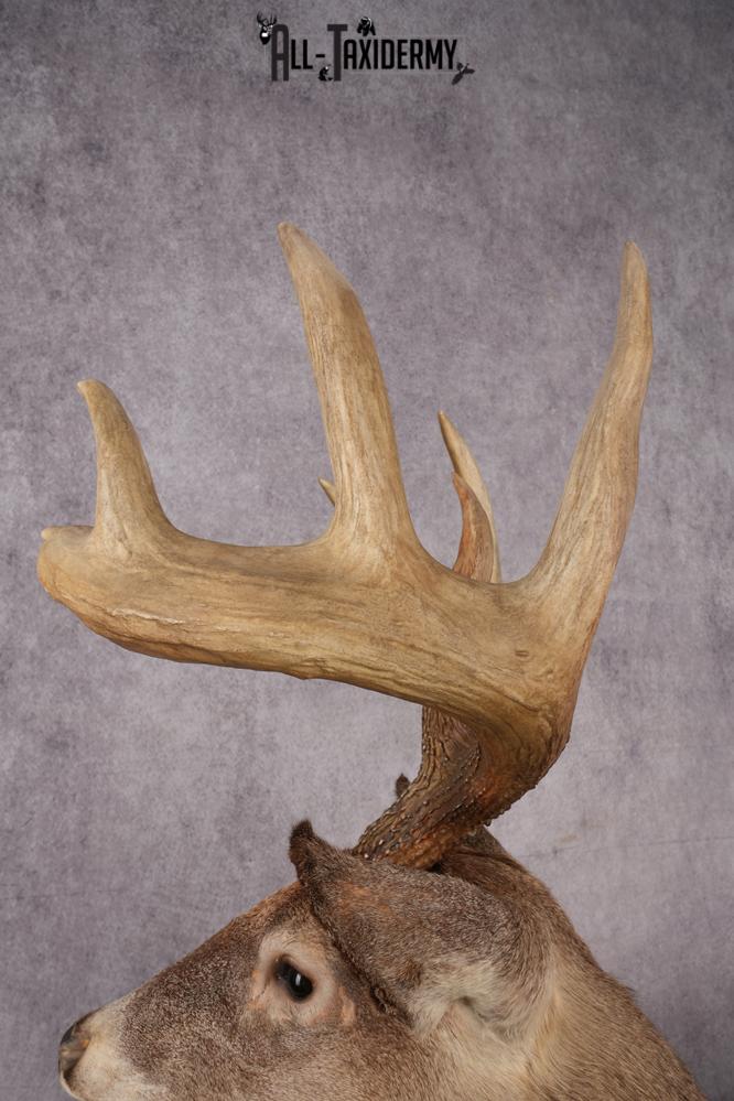Full Body Whitetail Deer Taxidermy Mount SKU 2680 - Image 4