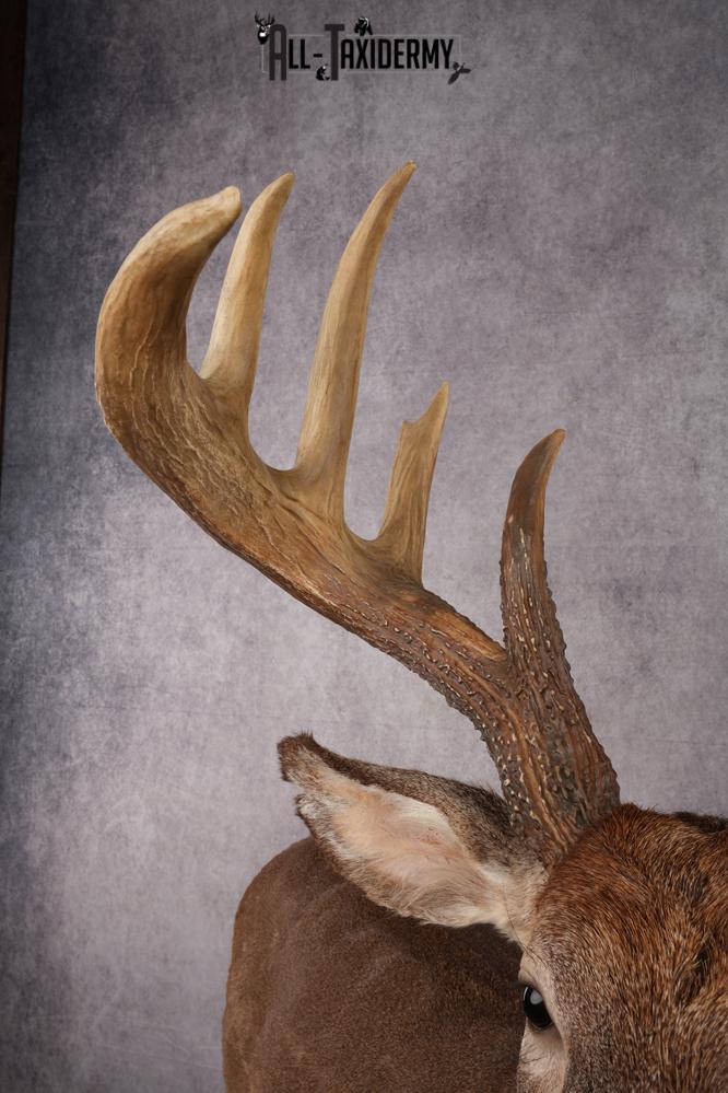 Full Body Whitetail Deer Taxidermy Mount SKU 2680 - Image 3
