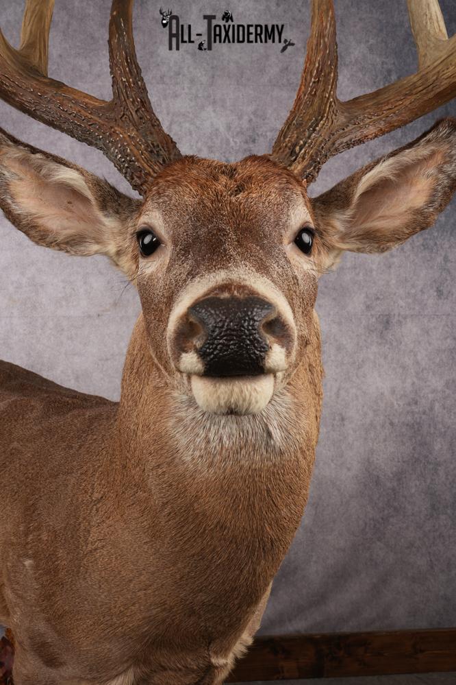 Full Body Whitetail Deer Taxidermy Mount SKU 2680 - Image 2
