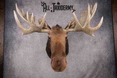 Canadian Moose Shoulder Mount SKU 2627