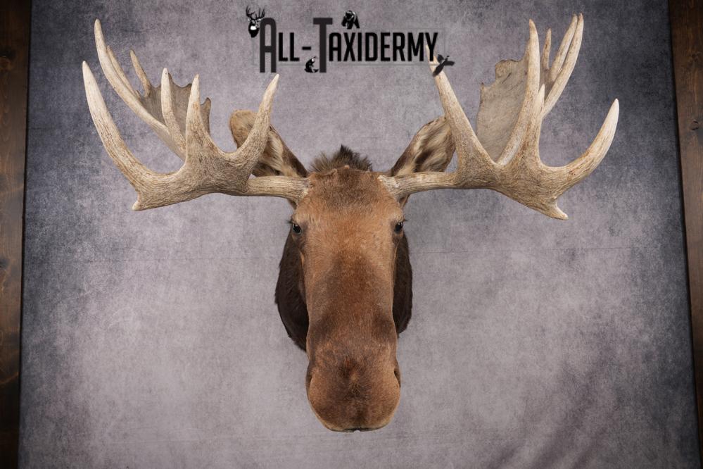 Canadian Moose Shoulder Mount SKU 2627