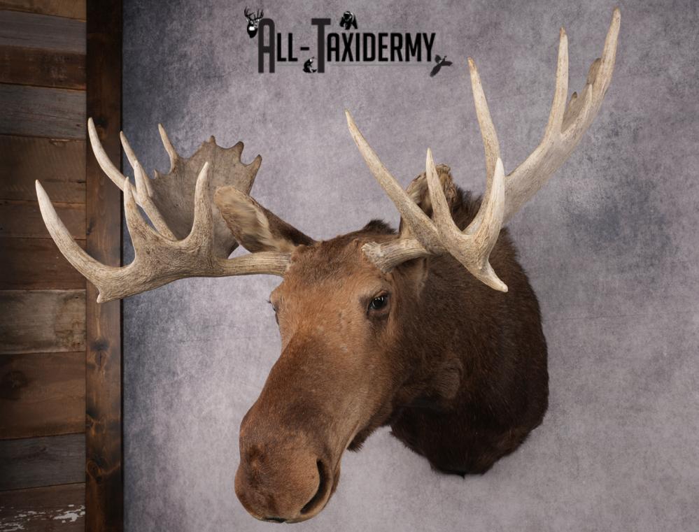 Canadian Moose Shoulder Mount SKU 2627 - Image 15