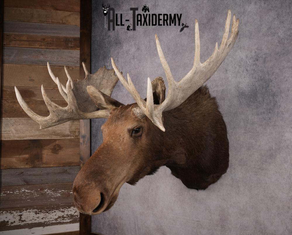 Canadian Moose Shoulder Mount SKU 2627 - Image 14