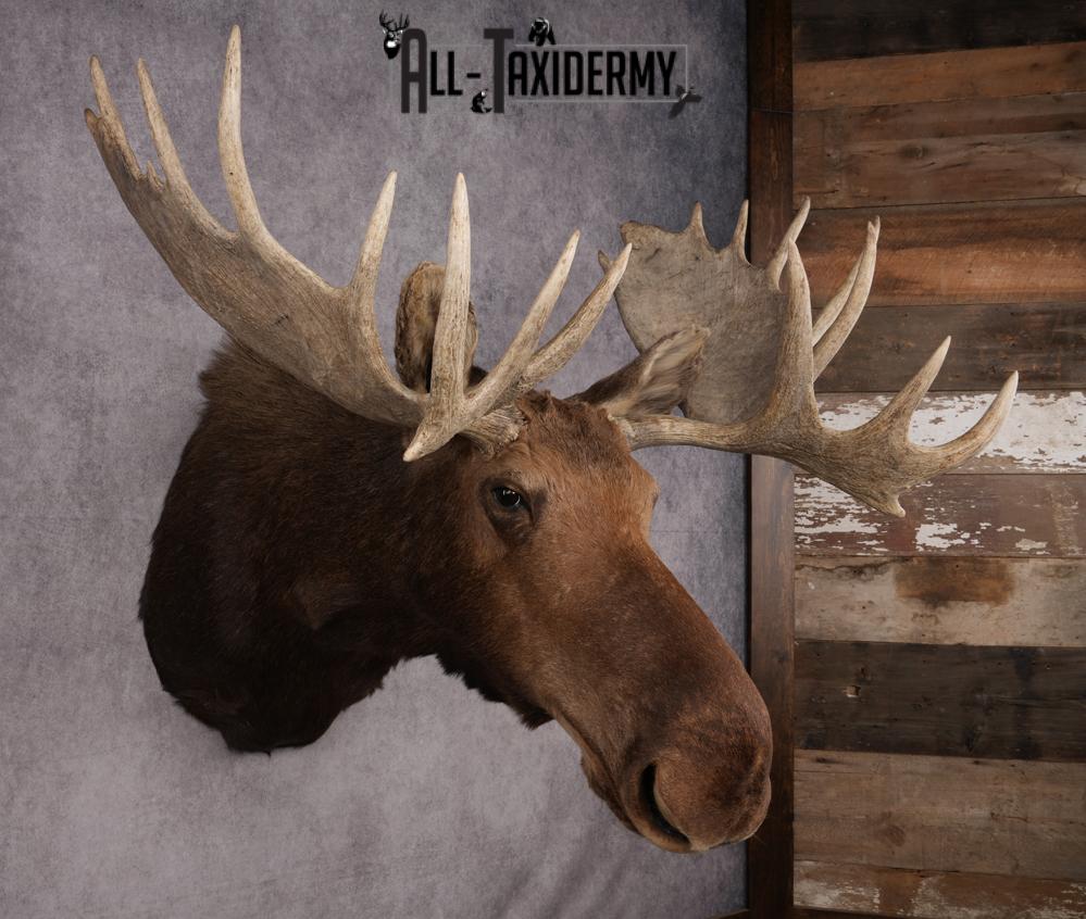Canadian Moose Shoulder Mount SKU 2627 - Image 13