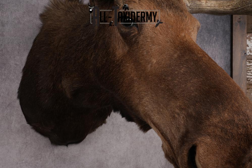Canadian Moose Shoulder Mount SKU 2627 - Image 12