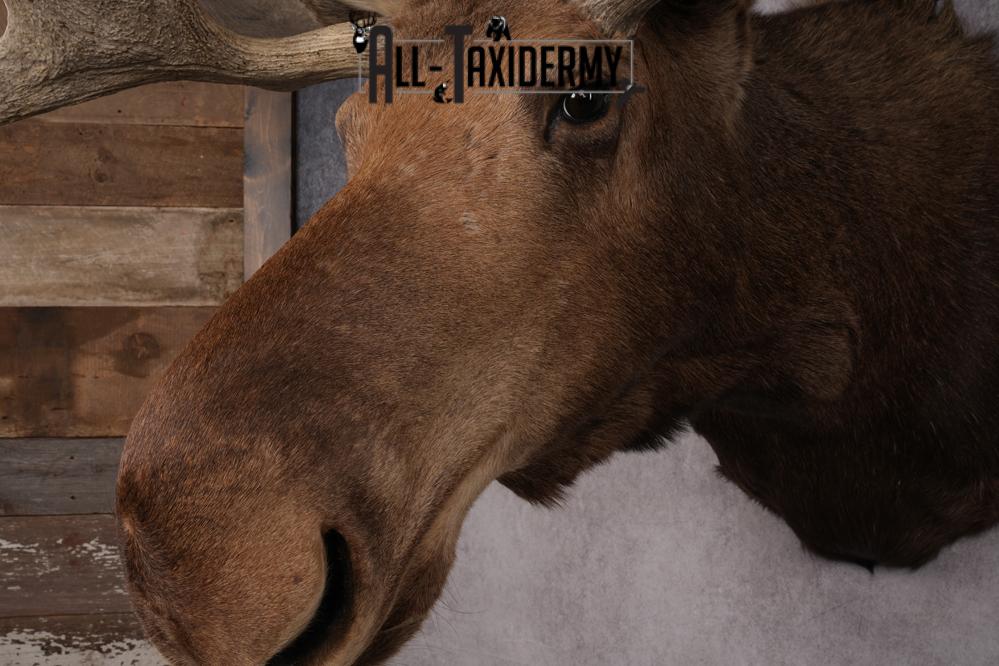 Canadian Moose Shoulder Mount SKU 2627 - Image 11