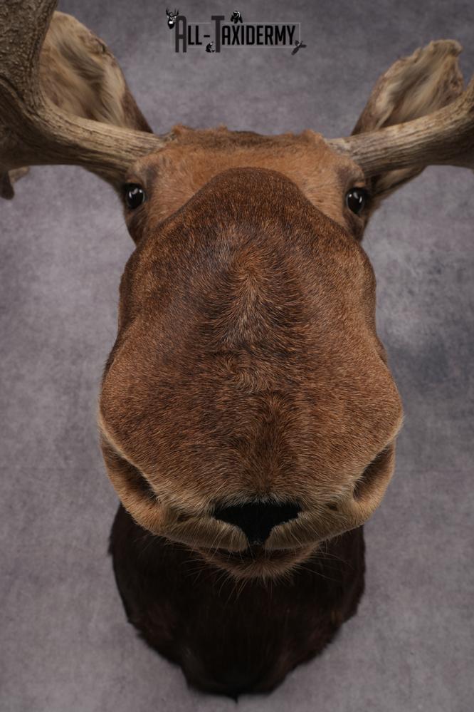 Canadian Moose Shoulder Mount SKU 2627 - Image 10