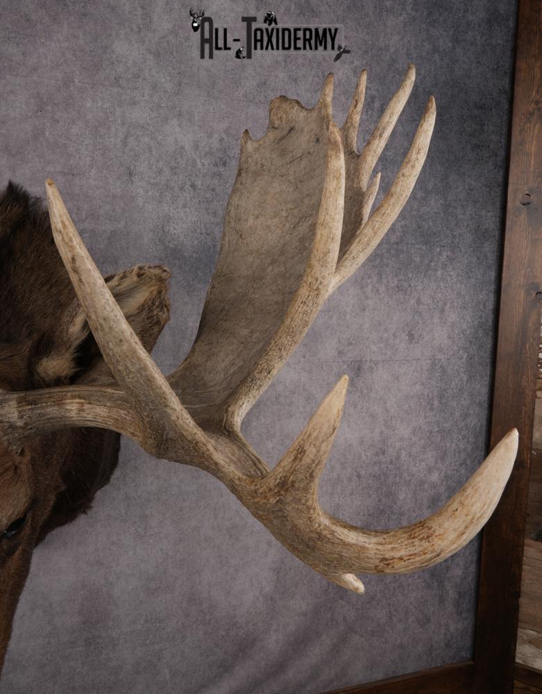 Canadian Moose Shoulder Mount SKU 2627 - Image 9