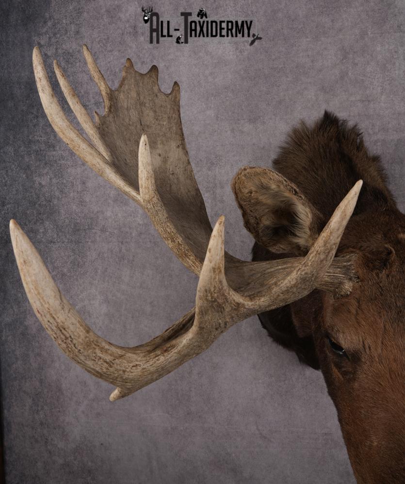 Canadian Moose Shoulder Mount SKU 2627 - Image 8