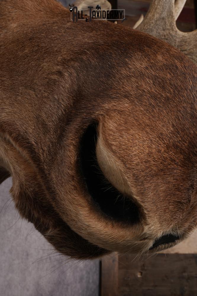 Canadian Moose Shoulder Mount SKU 2627 - Image 7