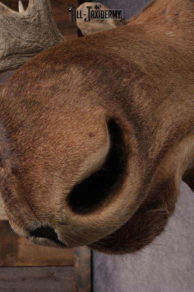 Canadian Moose Shoulder Mount SKU 2627 - Image 6