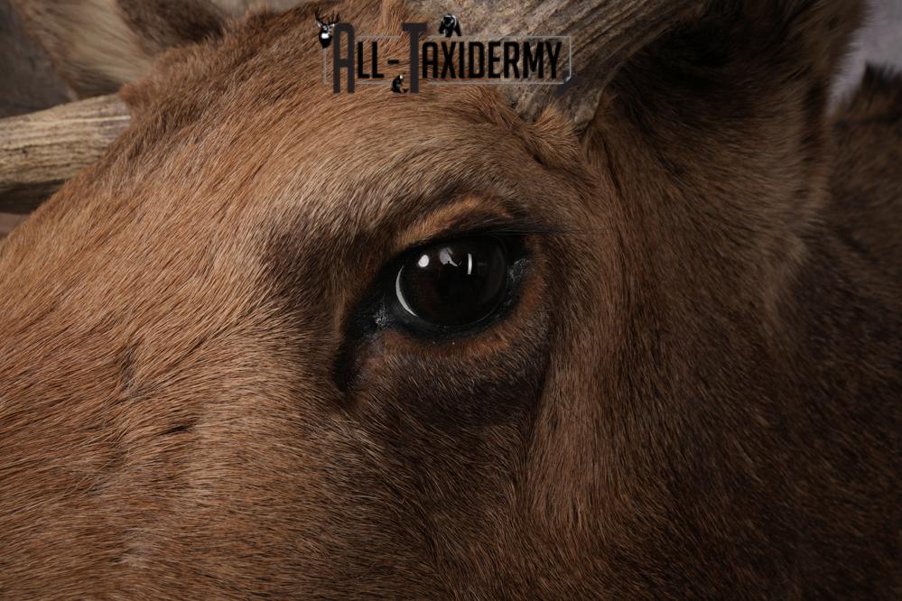 Canadian Moose Shoulder Mount SKU 2627 - Image 5