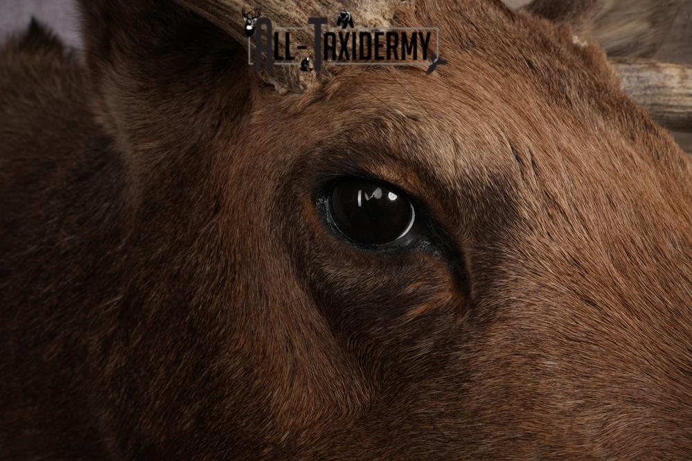 Canadian Moose Shoulder Mount SKU 2627 - Image 4