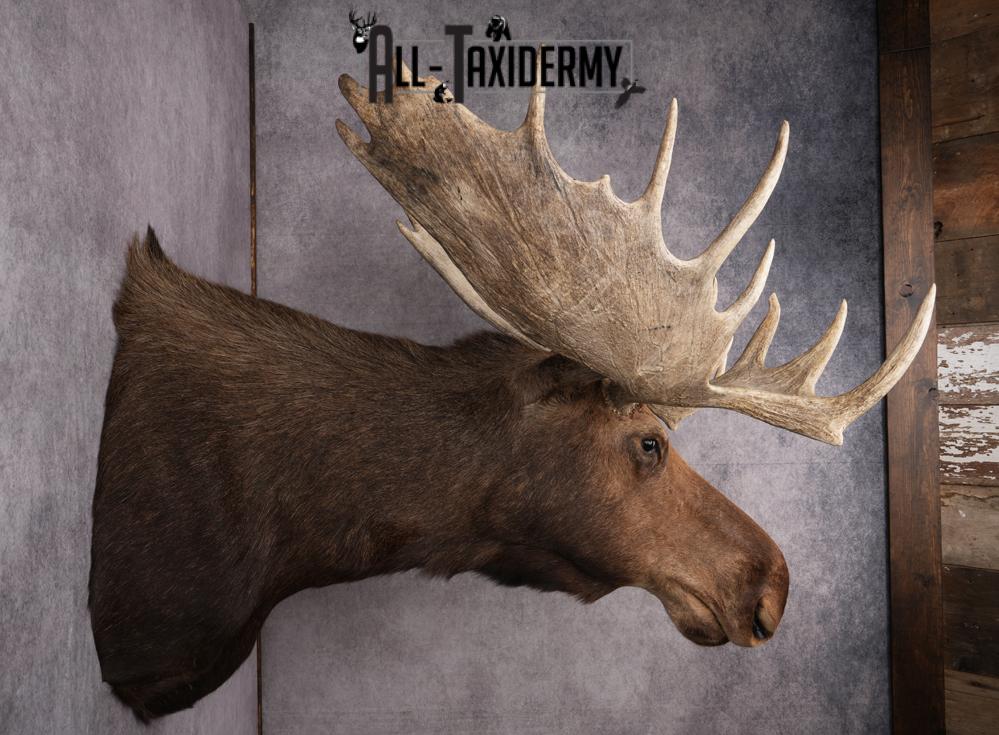 Canadian Moose Shoulder Mount SKU 2627 - Image 3