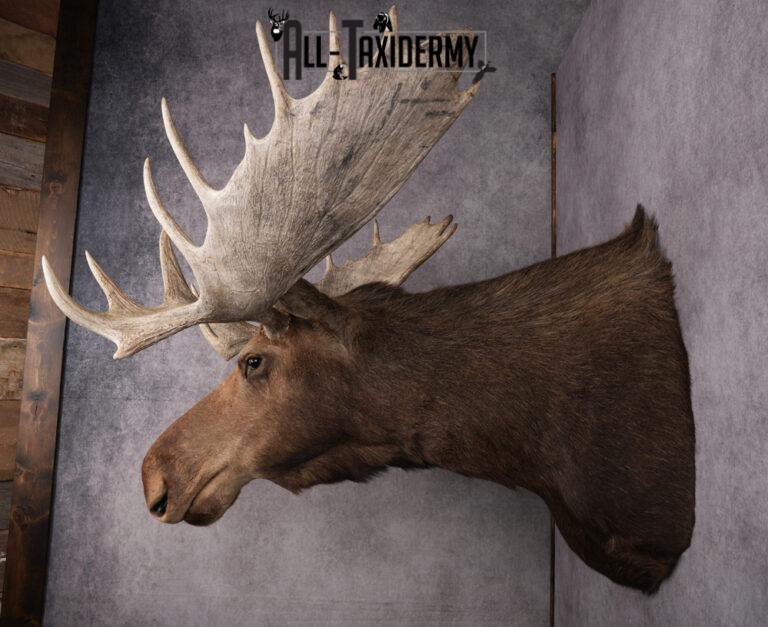 Canadian Moose Shoulder Mount SKU 2627 - All Taxidermy
