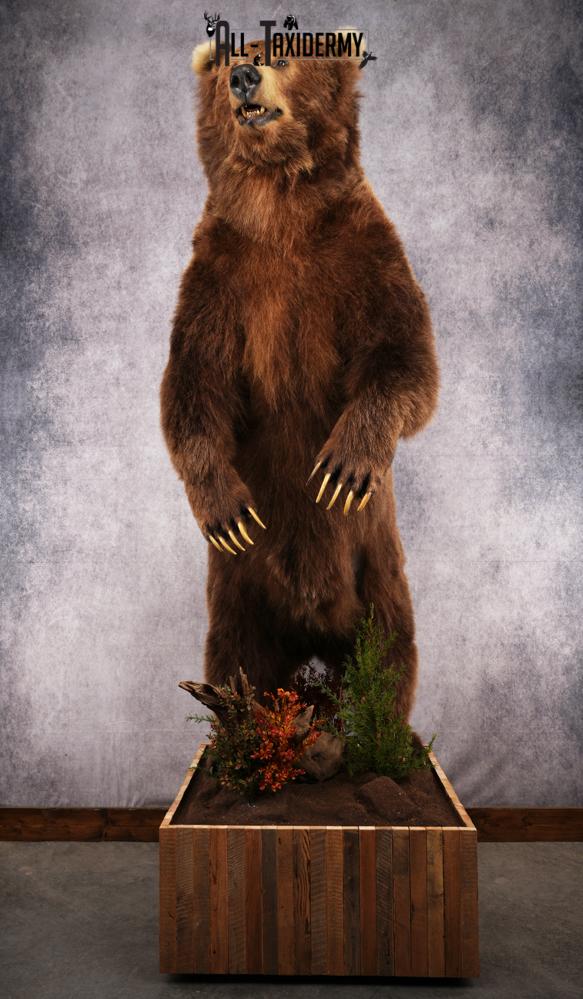 Full Body Grizzly Bear Taxidermy Mount SKU 2647 - All Taxidermy