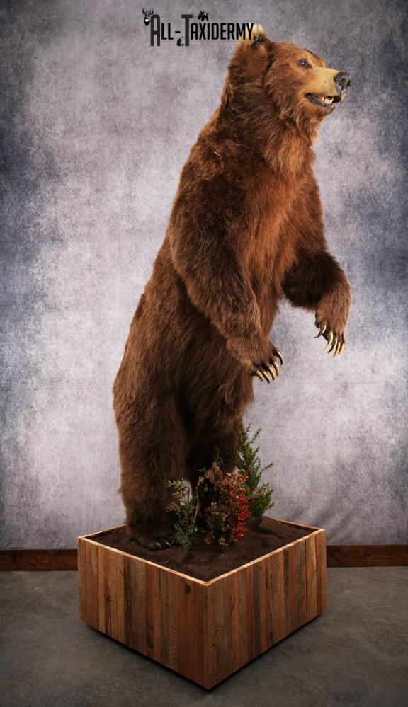 Full Body Grizzly Bear Taxidermy Mount SKU 2647 - Image 23