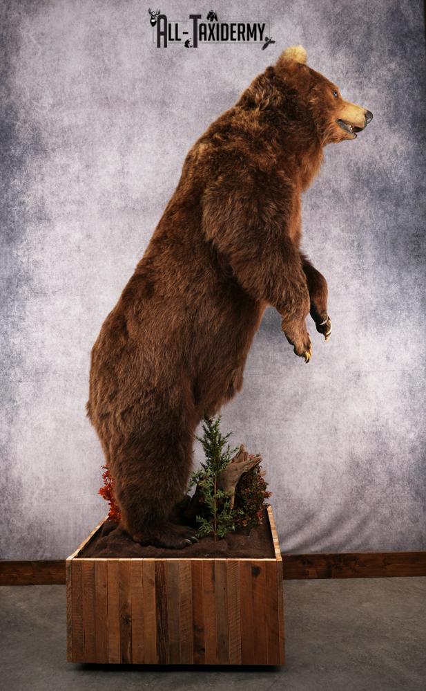 Full Body Grizzly Bear Taxidermy Mount SKU 2647 - Image 22