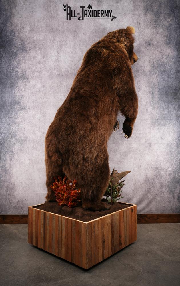 Full Body Grizzly Bear Taxidermy Mount SKU 2647 - Image 21