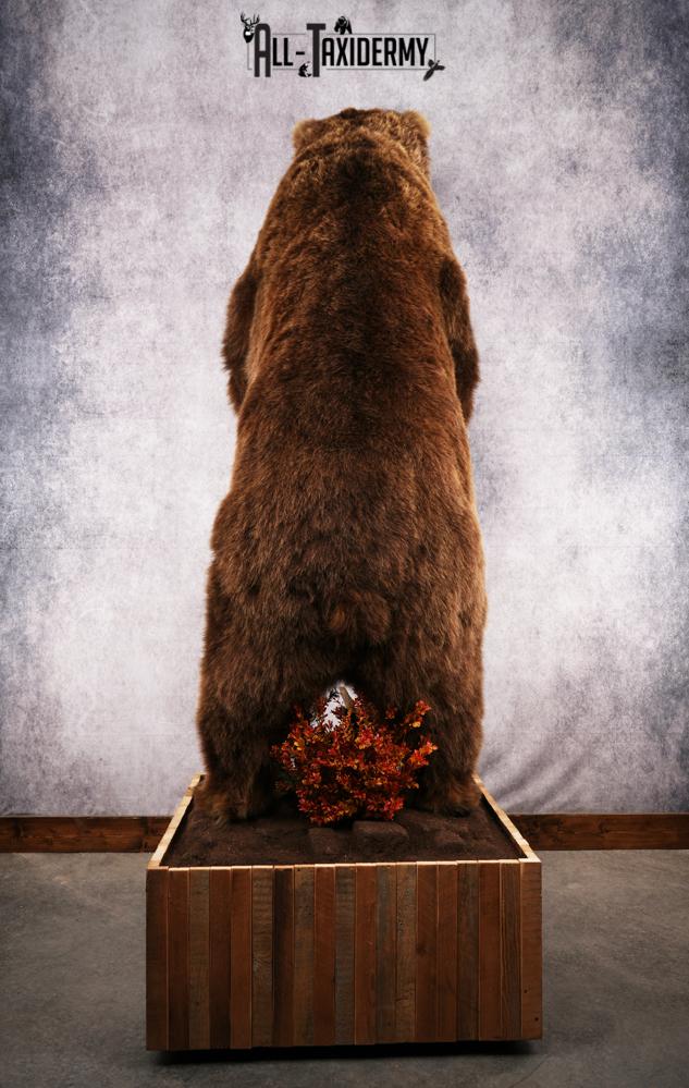 Full Body Grizzly Bear Taxidermy Mount SKU 2647 - Image 20