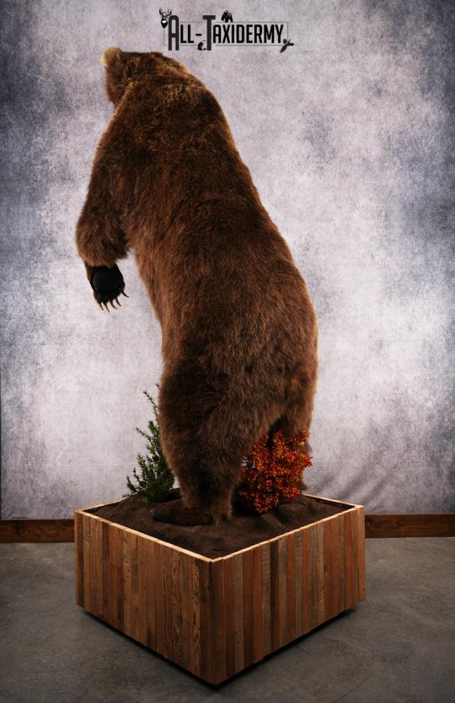 Full Body Grizzly Bear Taxidermy Mount SKU 2647 - Image 19