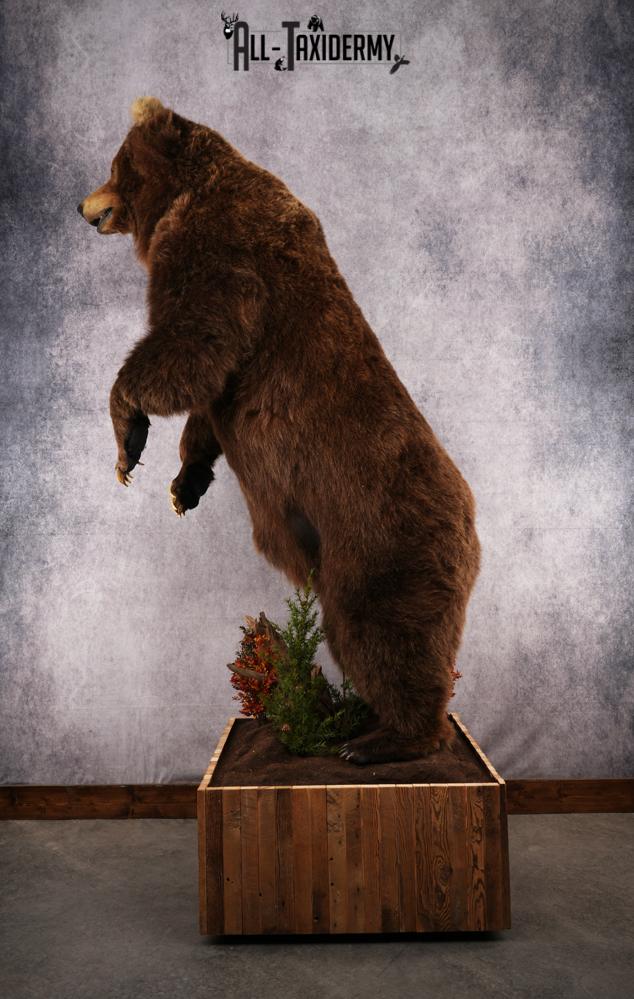 Full Body Grizzly Bear Taxidermy Mount SKU 2647 - Image 18