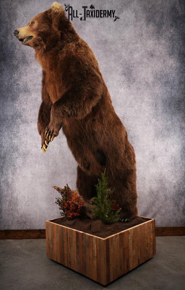 Full Body Grizzly Bear Taxidermy Mount SKU 2647 - Image 17
